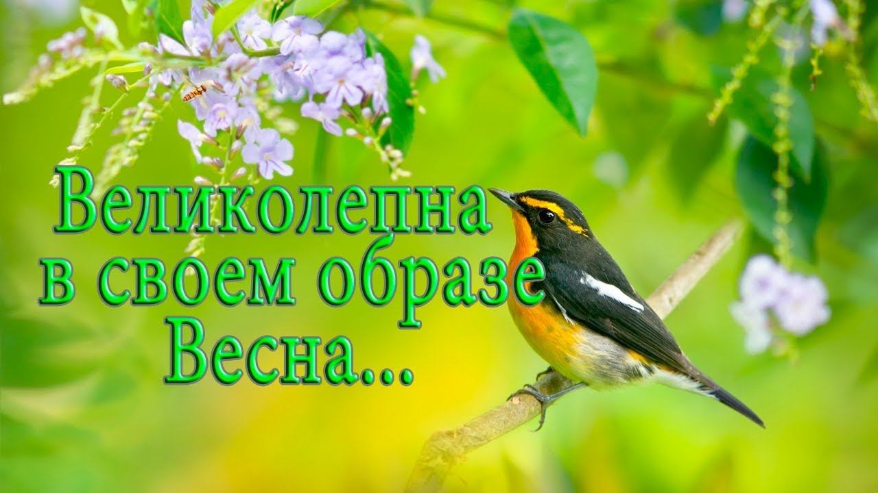 Великолепна в своём образе Весна*  Мой сад