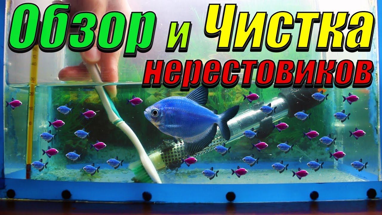 Обзор и чистка нерестовиков с мальками! Кормление артемией мальков тернеции. смотреть онлайн