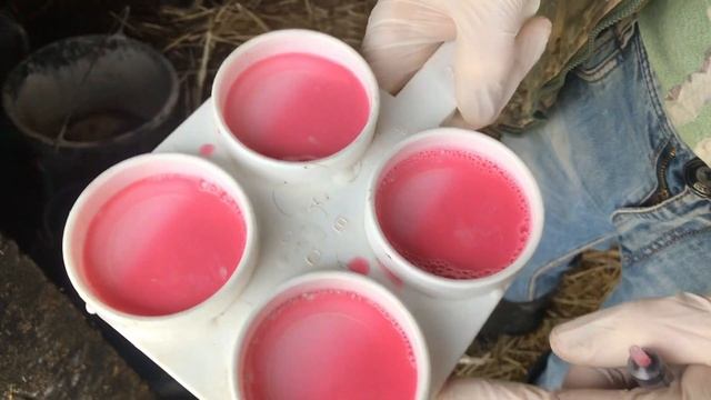 Как провести тест на скрытый мастит|Калифорнийский маститест| смотреть онлайн