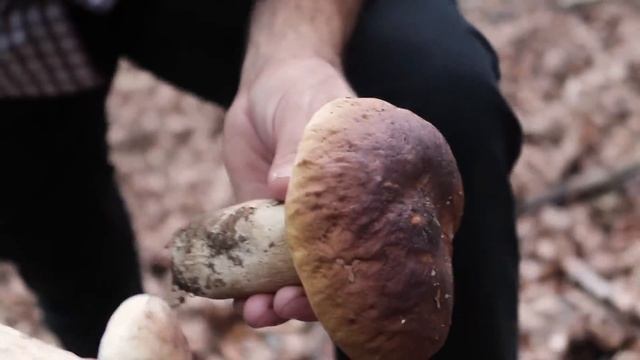 FUNGHI PORCINI, COME CERCARLI смотреть онлайн