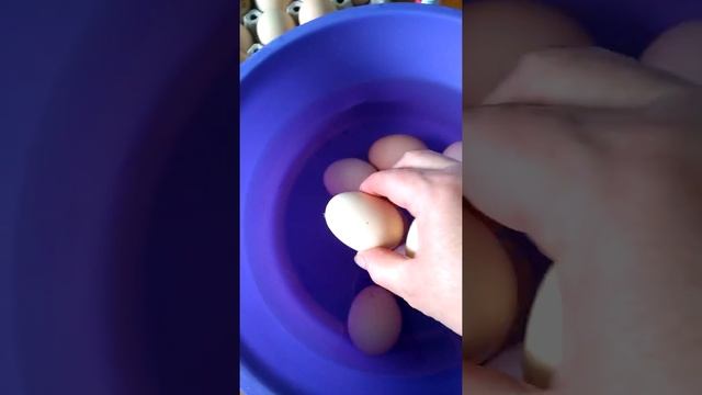 Подготовка яиц для инкубации. Три способа приготовления . смотреть онлайн