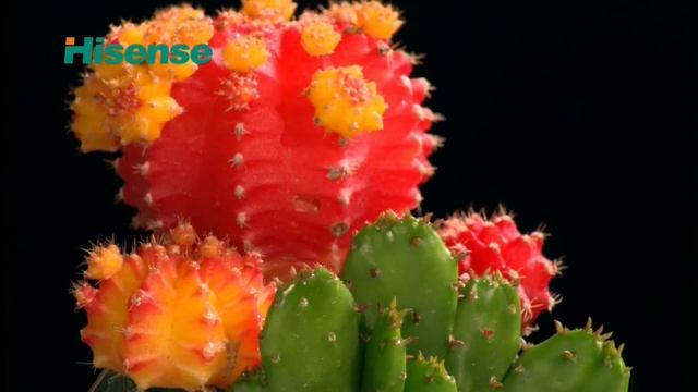 Hisense 4K Demo: Flowers And Insects