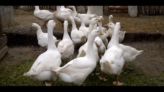 ГУСИ БЕЛЫЕ ИТАЛЬЯНСКИЕ смотреть онлайн
