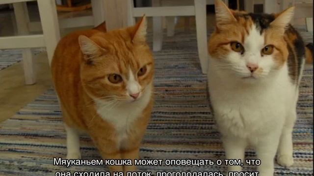 Кошачий язык: разговорник, как общаются коты между собой смотреть онлайн
