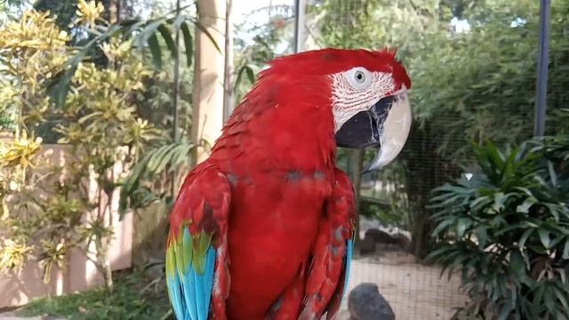 Красный какаду из парка птиц на Бали (Индонезия) смотреть онлайн