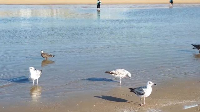 Северное море, Гаага, Нидерланды - den Haag, Nederland, Nordsee смотреть онлайн