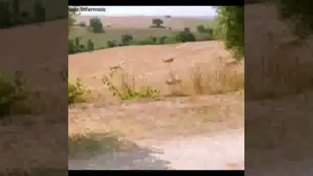 Если ты кормиш птиц, думаю у тебя душа добрая). смотреть онлайн