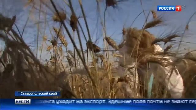 MM AGRO. Сбор урожая шафрана