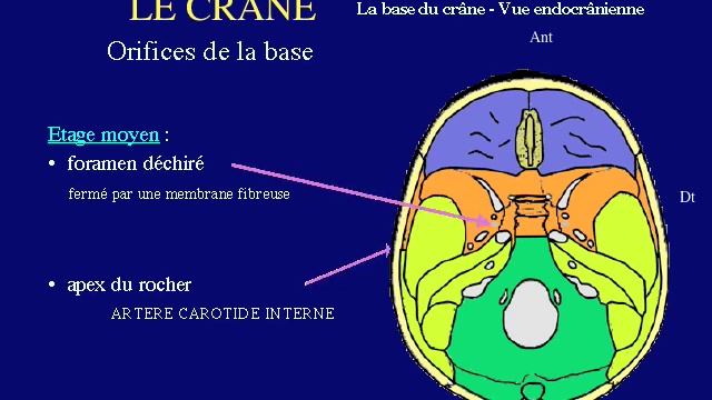 Osteologie Base du crane смотреть онлайн
