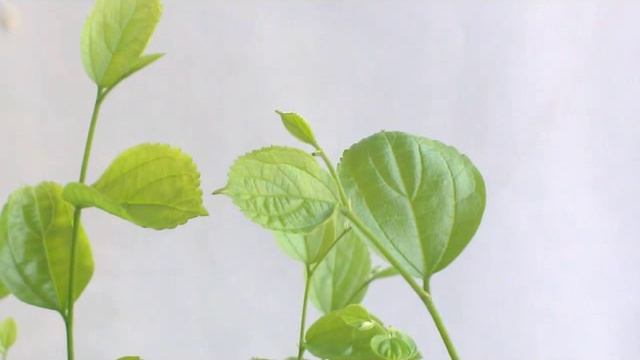 BONSAI- POTATURA ESTIVA-CELTIS "AUSTRALIS" смотреть онлайн