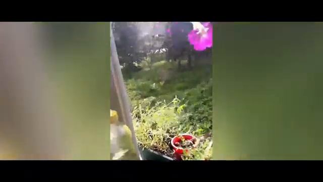 Пригорел рис у соседий и....