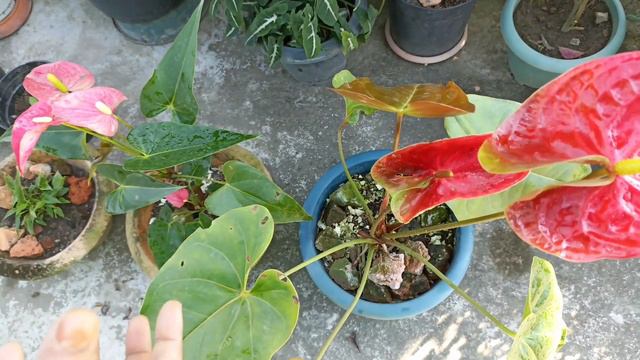 কেনেকৈ এন্থুৰিয়ামৰ যত্ন লম। #Anthuriums || #Mallika's Khorikajai || смотреть онлайн