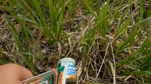 Садовый вар или живая кора? Лечим яблони, груши в саду. Мой сад, моя дача.