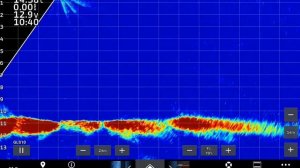 Huge catfish... Большой сом на экране #Garmin #Panoptix #livescope #neptunfishinglv