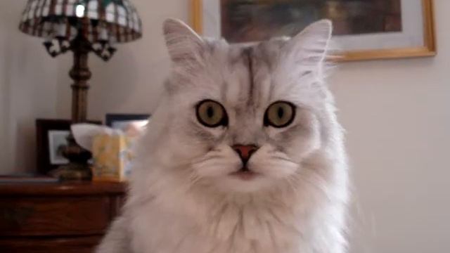 Pinci a szepseg! Persian cat смотреть онлайн