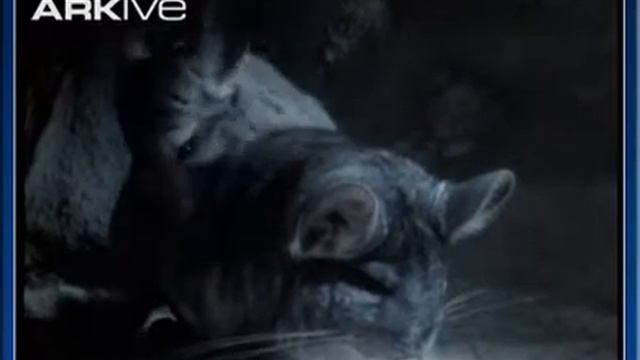 Шиншиллы в природе 7 смотреть онлайн