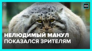 Нелюдимый манул показался посетителям Московского зоопарка – Москва 24