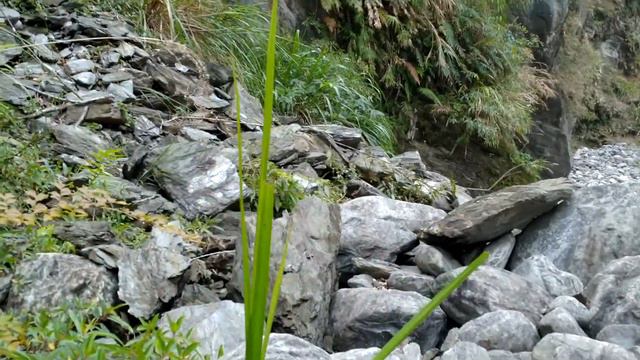 Yellow-throated marten (Martes flavigula) смотреть онлайн
