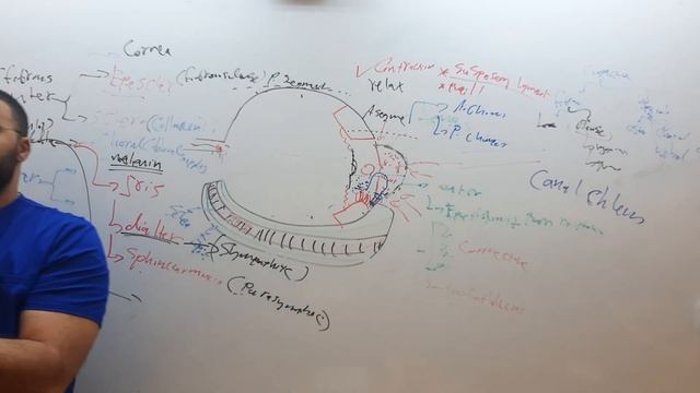 Opthalmology | anatomy and physiology of the eye | part 2; last part смотреть онлайн