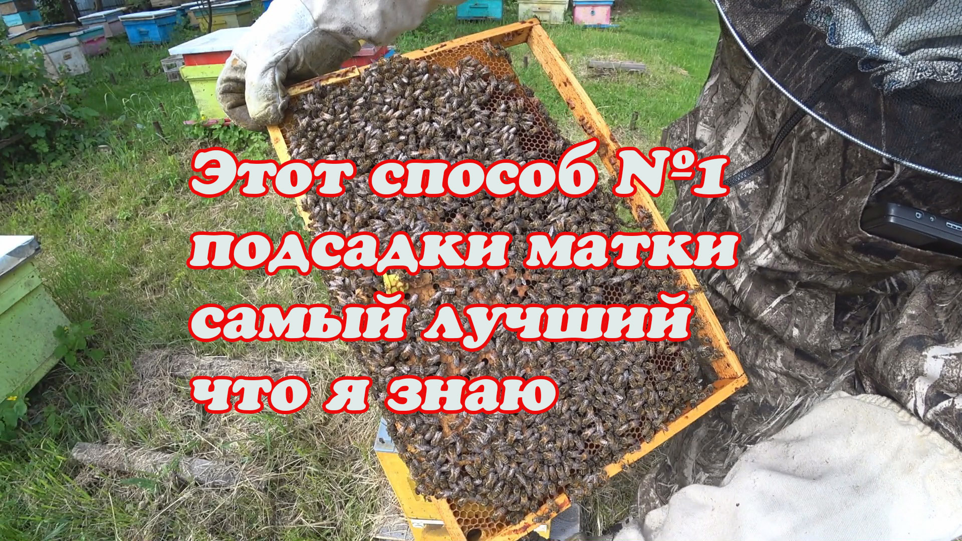 ТРИ ПРОВЕРЕННЫХ МНОЙ СПОСОБА ПОДСАДКИ ПЛОДНЫХ МАТОК смотреть онлайн