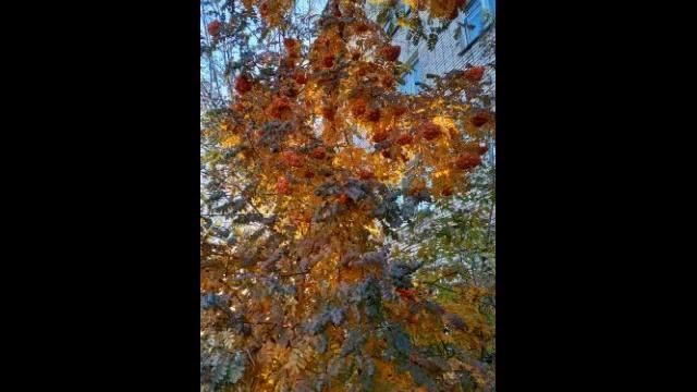 Краски Осени??? смотреть онлайн