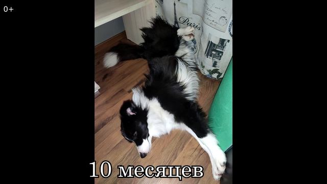 История Бордер-колли Шанти и её любимого угла для сна смотреть онлайн