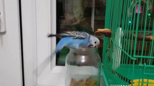 Приручение попугая к руку. смотреть онлайн