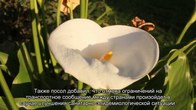 В России отказались открывать наземную границу с Белоруссией смотреть онлайн