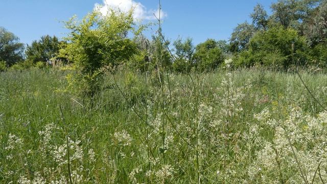 8 июля-День Петра и Февронии.День влюбленных.Народные приметы. смотреть онлайн