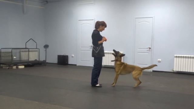 Малинуа Кира 2года 8месяцев ,небольшая треня с фитнесом,первый раз на дорожке. смотреть онлайн