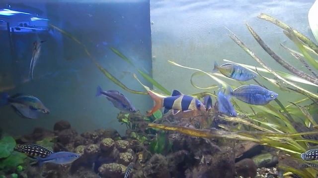 Сборник: СО2 , совместимость рыб , ответы. смотреть онлайн