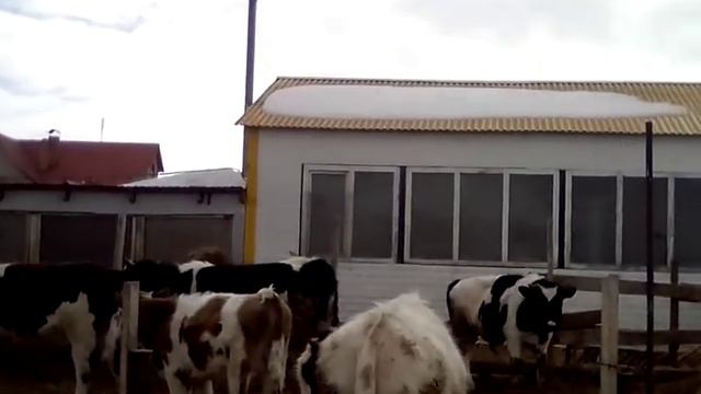 Профилактика от глистов прошла успешно. La prevención de los gusanos fue exitosa. смотреть онлайн