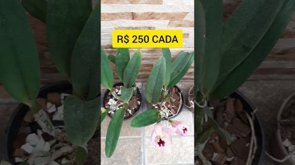 Cattleya Percivaliana Tipo Tiago