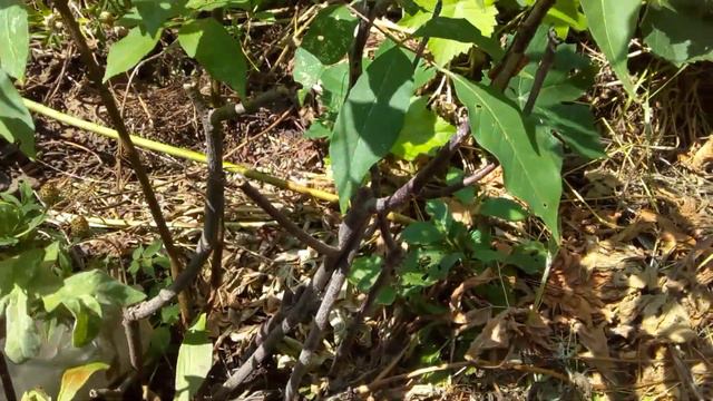 эводия даниеля смотреть онлайн