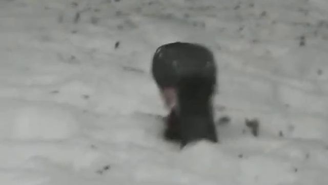 ястреб ест воробья. смотреть онлайн
