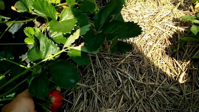 Начало созревания клубники Альба. Азия на 27 мая 2019 год. смотреть онлайн