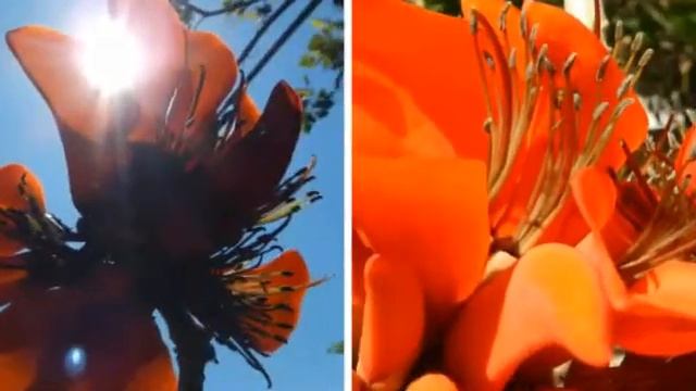 L'orto botanico di cagliari Sardegna смотреть онлайн