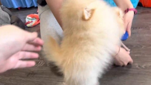 Мини ШПИЦ.Щенки Миниатюрного Померанца 2 месяца. Обзор щенков ШПИЦА. Какой рост/вес? shpitz @ shpit