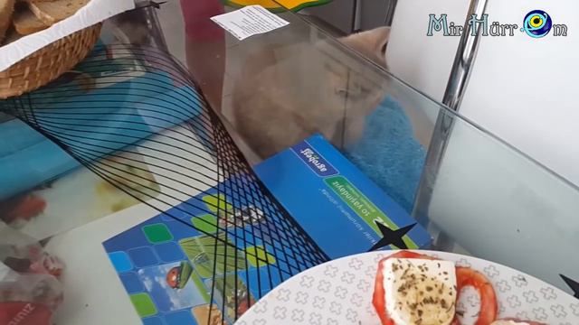 Посиделки. Отбиваемся от женихов, покушение на Турту :-о (19-20.06.17г) смотреть онлайн