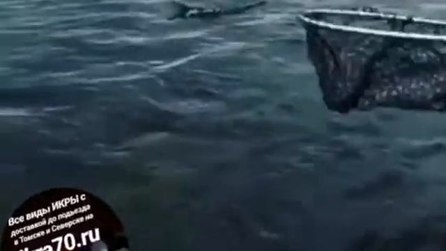Красная Рыба🐟 в Томске! Уже Теплеет😅 Скоро✌️Лето🏖️89528871534📲ikra70.ru смотреть онлайн