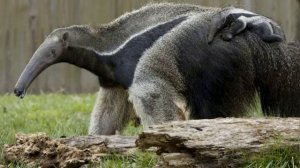 Изучаем диких животных с детьми. Муравьед. интересные факты о муравьеде