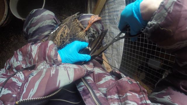 как правильно подрезать крылья подсадным уткам.готовимся к охоте. смотреть онлайн