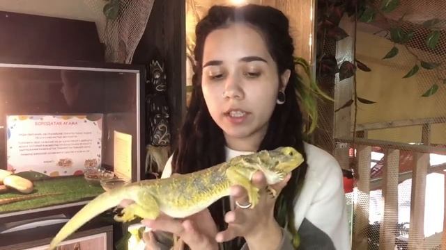 ZooШкола "Зеленые", курс "Грамотный хозяин" - Бородатые агамы смотреть онлайн