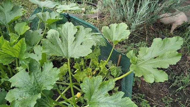 Кабачки , МОЗАЙКА перешла с ОГУРЦОВ смотреть онлайн