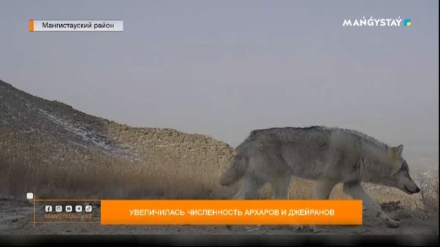 Увеличилась численность архаров и джейранов смотреть онлайн