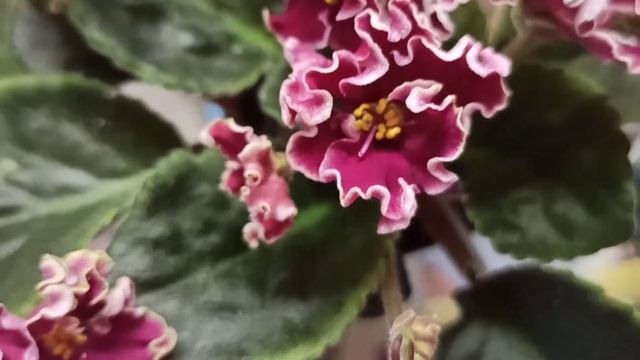 Фиалка чудит/ Пересадка фиалок Рождение Галактики и Антарес смотреть онлайн
