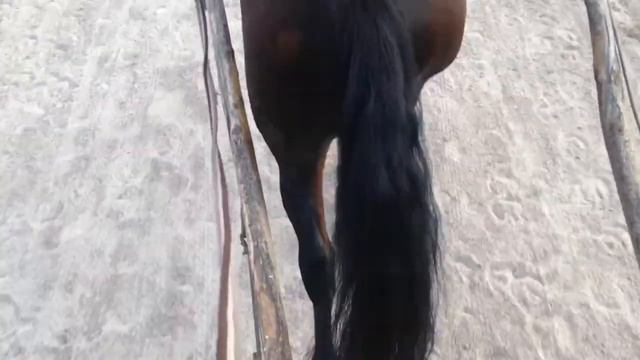 Только лошадь будет относиться к тебе так, как ты этого заслуживаешь ХШН смотреть онлайн