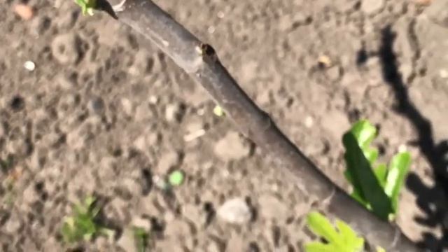 Хурма в Украине . Зимовка . смотреть онлайн
