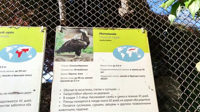 Гид Московский зоопарк 2020 москва хайвонот боги шер, бури, фил, жрафа ва майда хашоратлар Влог-3 смотреть онлайн