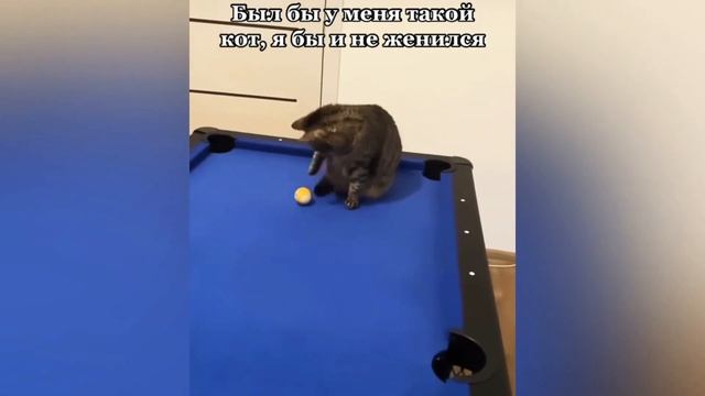 Кот играет в Бильярд смотреть онлайн